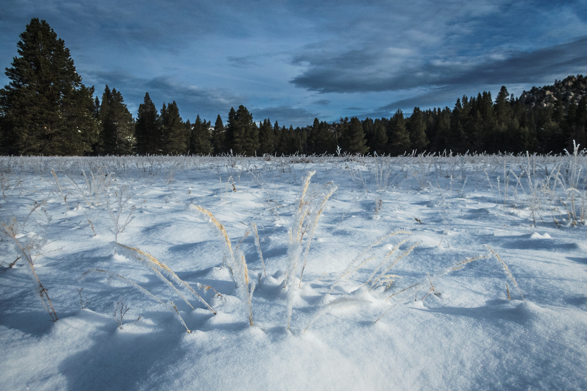 Meadow of hoar frost with pine trees in the distance