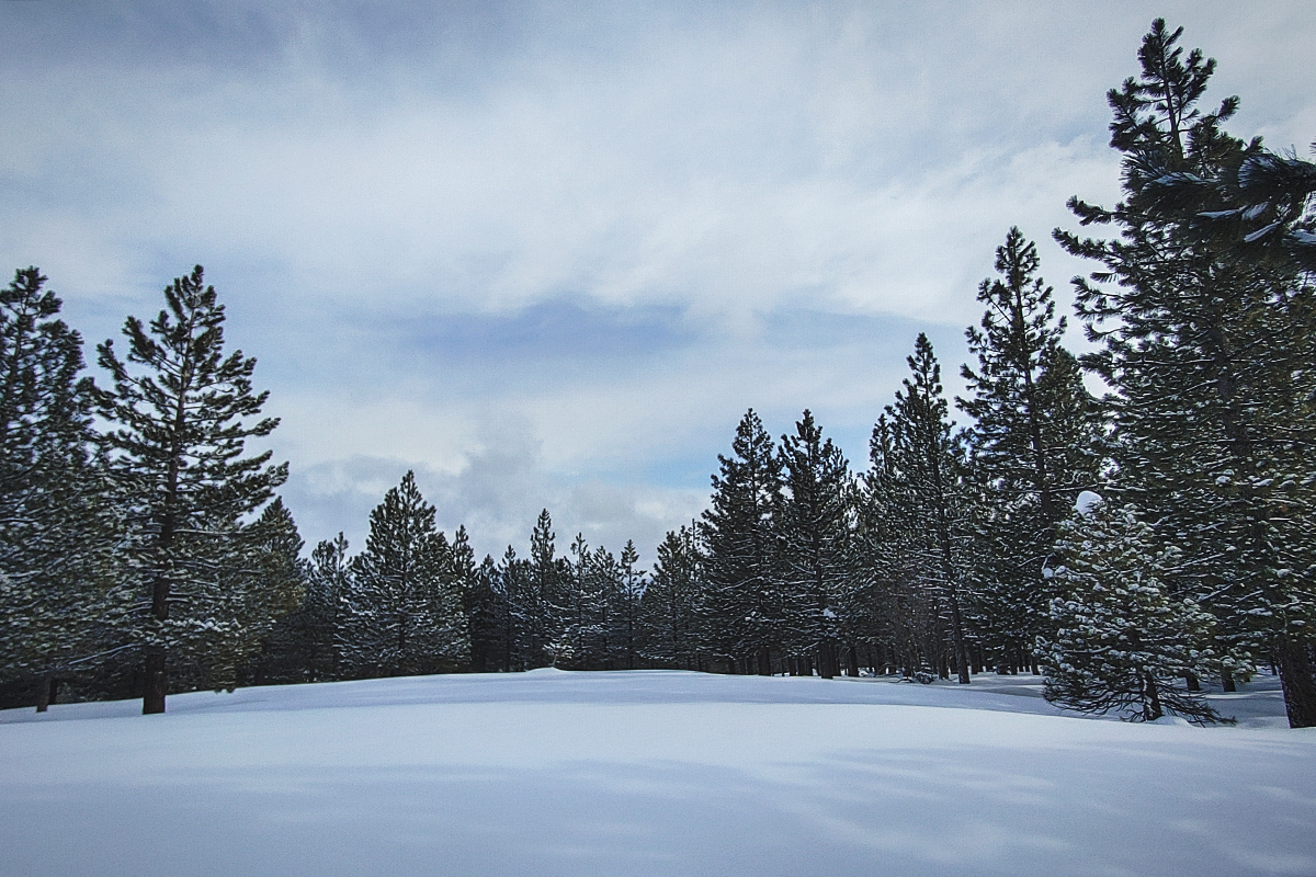 Snowy meadow surrounded by pine trees