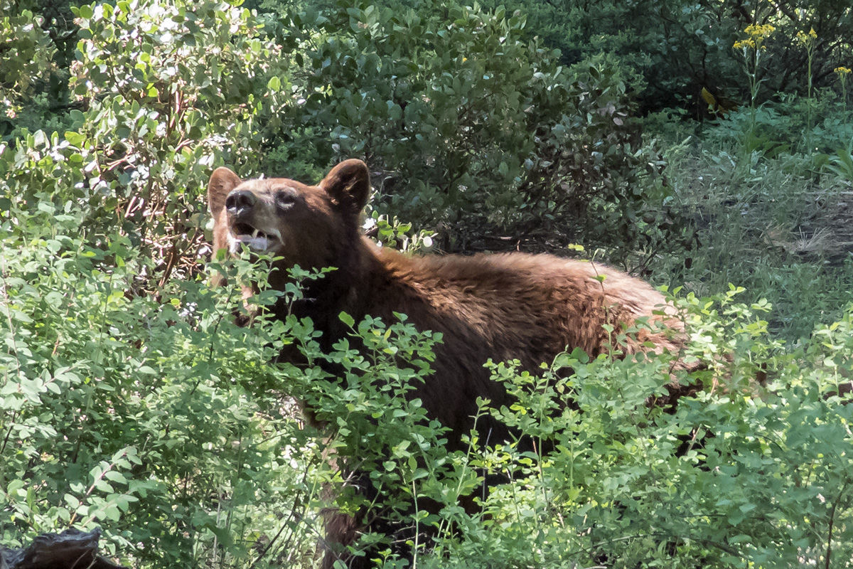 American Black Bear in bushes